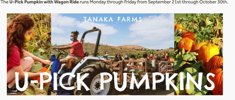 강수경의 🔺이번 주엔 뭐하고 놀지?🔺(3)공룡보러 갈까? 호박따러 갈까?