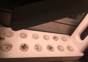 사무실서 마리화나 재배,  겁(?)없는 한인들