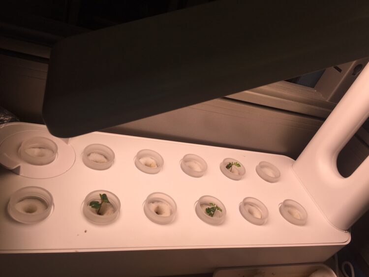 사무실서 마리화나 재배,  겁(?)없는 한인들