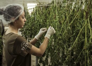 한인 낀 200만달러 마리화나절도단 공범 2년형..주범 한인 남성은?