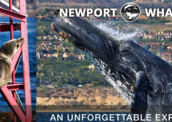 강수경의  🔵이번 주 뭐하고 놀지?🔵(6)”뉴포트비치 블루웨일떼 구경가자”