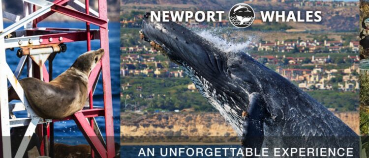 강수경의  🔵이번 주 뭐하고 놀지?🔵(6)”뉴포트비치 블루웨일떼 구경가자”