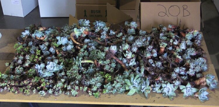 남아공 도주 한인 남성 LA 강제송환..도주 1년만에 체포