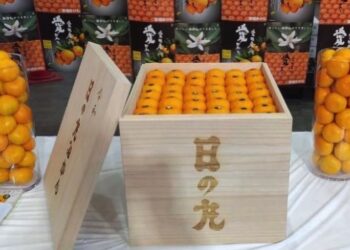 일본서 귤 한 상자에 100만엔(9,600달러) 경매 낙찰