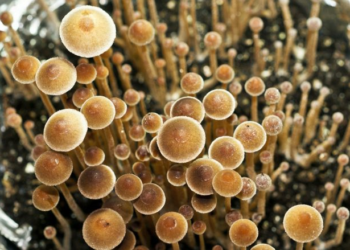 환각버섯 ‘매직 머쉬룸’ 합법화 추진..캘리포니아