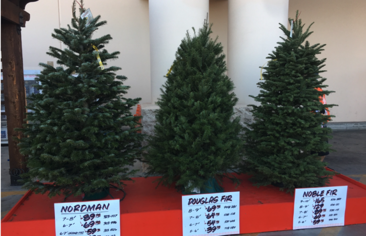 크리스마스트리 준비 지금부터..홈디포, 로우스 생나무 선호