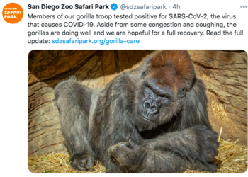 고릴라도 코로나 감염..샌디에고서 첫 사례