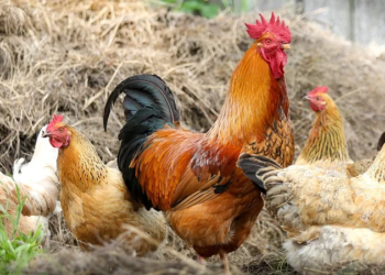 팜데일 경찰, 닭 70마리 압수..닭을 왜?