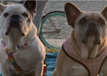 ’50만달러 현상금’ 레이디 가가 애완견, 한인타운서 되찾아