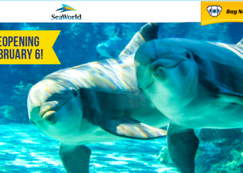 시월드 6일 재개장, 디즈니랜드는 언제?