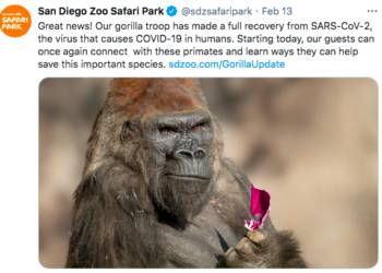 “이제 다 나았어요”..코로나 고릴라 완치