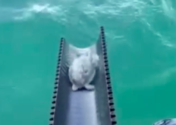 텍사스 거북이 3500마리 다시 바다로