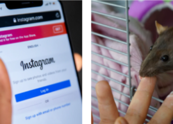 NC저널 “SNS, 사람을 쥐처럼 행동하게 만든다”