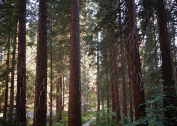 요세미티 공원 외진 곳서 성폭행…30대 남성 체포