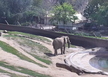 ‘정신 나간 아빠’ 코끼리 우리에 2살 딸을..보석금10만달러