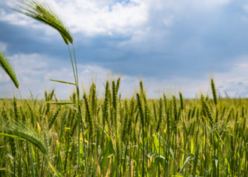 농장 무더기로 사들인 빌 게이츠, 이유 밝혔다.