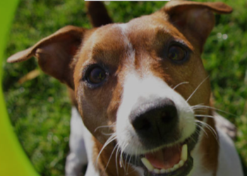 “잃어버린 애완견, 데이터베이스로 찾아요”..매년1천만 마리