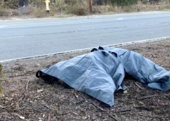 패사디나서 길 건너던 곰, 차에 치여 사망