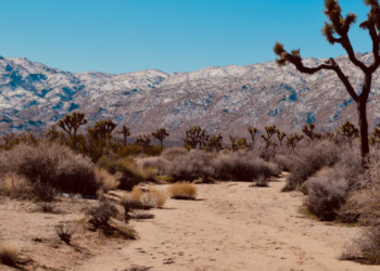 극심한 가뭄 속, 사막 물도둑 기승..도대체 누가?