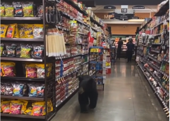 주말 쇼핑객들 ‘기겁’..랄프스 마켓에 곰 한 마리