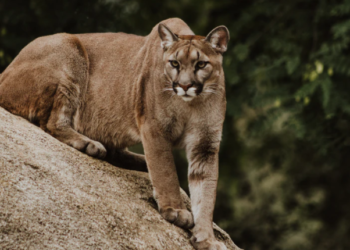 LA서 25년만에 퓨마 공격, 5세 아이 부상..엄마 맨손 저지 