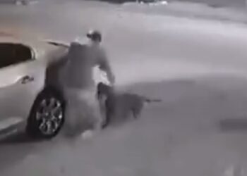 아시안 남성, 핏불 2마리 공격에 중상..경찰 총격 저지(영상)