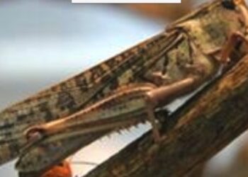 메뚜기과 풀무치, 10번째 식용 곤충 됐다