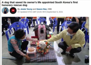 쓰러진 90세 치매할머니 살린 충청도 백구 사연 CNN 소개