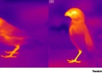 “기후변화로 동물 생김새 변화…체온조절 위해 부리·귀 커져”