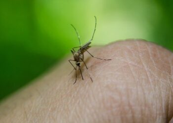 LA카운티 웨스트나일 바이러스 올해 첫 사망자 발생