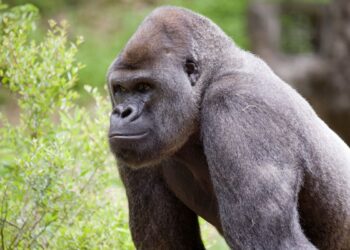 아틀란타 동물원 고릴라 18마리 코로나19감염