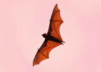 박쥐 물린 일리노이 남성, 인간 광견병 사망