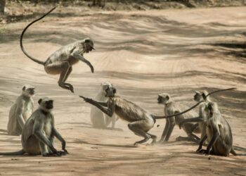 유력 정치인 아내, 원숭이 공격 피하려다 2층서 추락사