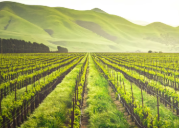 코스타리카 농장서 미국인 등 6명 잔혹하게 살해