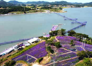 ‘퍼플 향기 속으로’, CNN극찬한 퍼플섬 축제