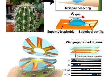 선인장 가시가 물 모으듯 땀 모으는 패치 나온다