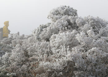 [지금 한국은] 가을이 사라졌다…한파특보, 서울 첫 얼음