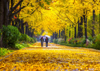 [지금 서울은] “울긋불긋 단풍, 자네 왔는가”…서울 명소 96곳