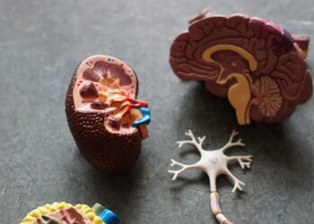 인간 장기 이식 ‘돌파구’ 뚫었다..