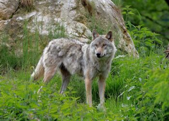 ‘오레건서 1000마일 이동’ 회색 늑대 남가주 주택가 출몰