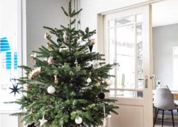 미국, 성탄절 앞두고 트리도 부족 “가격 오를 것”