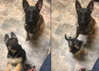 [이런 일도] “앉아!” 명령하니…새끼 대신 앉힌 어미 셰퍼드