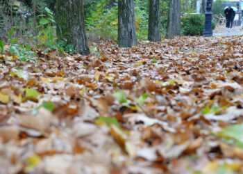 김학천 칼럼(23) ‘죽은 나뭇잎들’의 계절, 11월