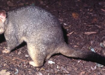 뉴질랜드 여성의 다급한 신고…”쥐에게 인질로 잡혔어요”