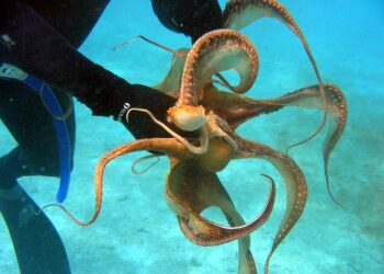 “게도, 문어도 고통 느낀다” 동물복지법 개정.