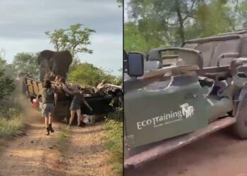 짝짓기하는 코끼리에 접근했다 죽을 뻔…”차 산산조각”