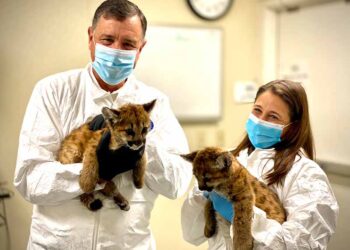 테이블 밑에 새끼 산사자가..OC동물원 키우기로