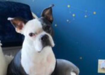 미국판 ‘은혜 갚은 까치’…”문에 머리 들이받아 아기 구한 개”