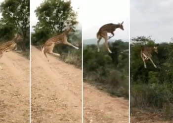 “마이클 조던도 당황케 하는 실력” 사슴, 하늘 날았다