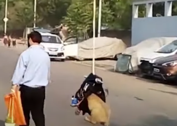 길 잃은 반려견  ‘소시지 드론’ 구조작전